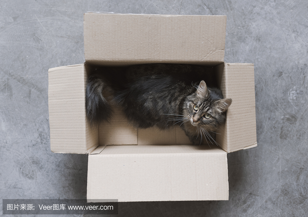 猫 在包装里